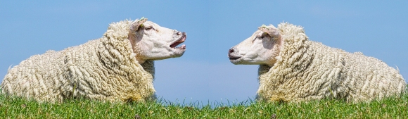 Leadership statt Leadersheep